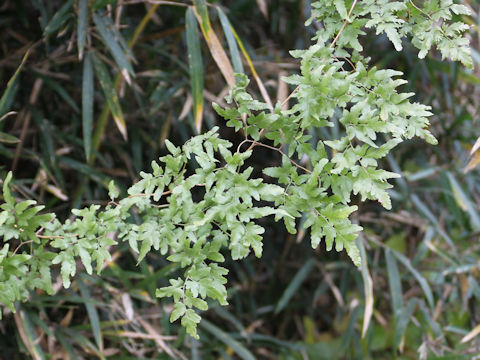 Lygodium japonicum