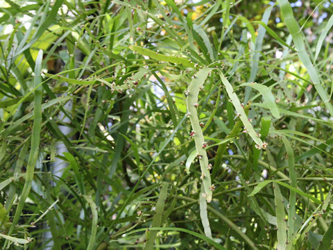 Homalocladium platycladum