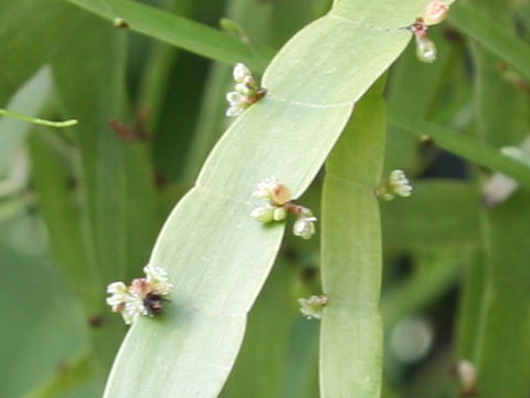 Homalocladium platycladum