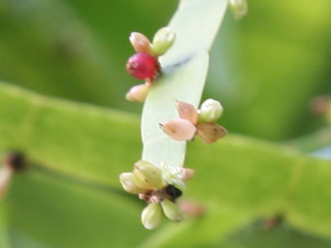 Homalocladium platycladum
