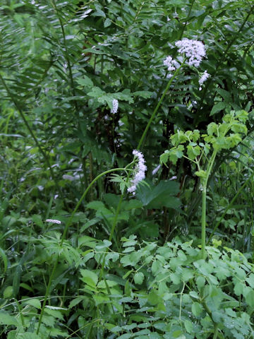 Valeriana fauriei