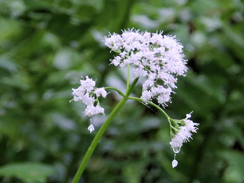 Valeriana fauriei
