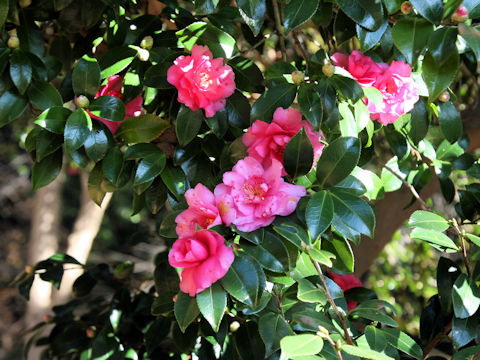 Camellia hiemalis