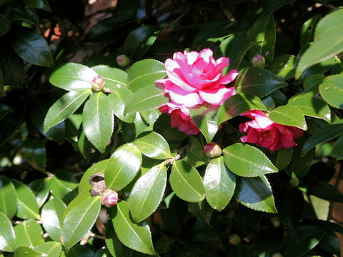 Camellia hiemalis