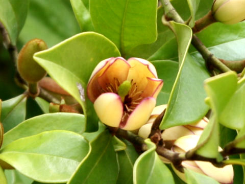 Michelia figo