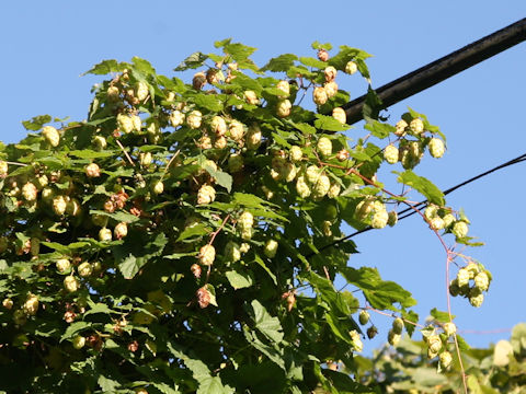 Humulus lupulus var. cordifolius