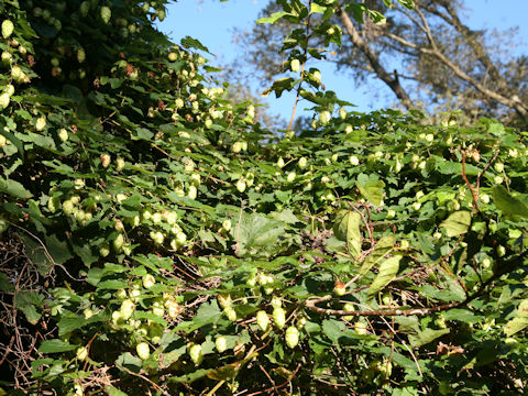 Humulus lupulus var. cordifolius