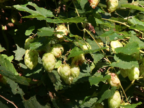 Humulus lupulus var. cordifolius