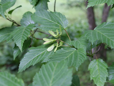 Acer ginnala