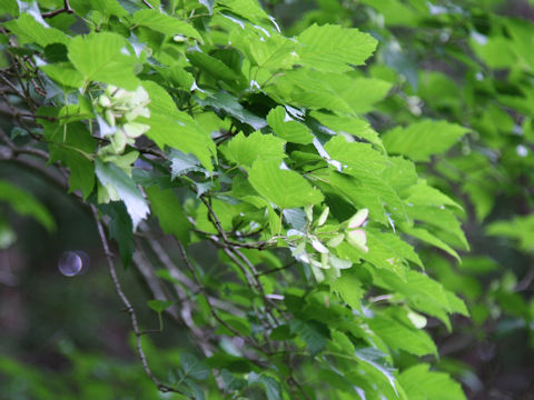 Acer ginnala