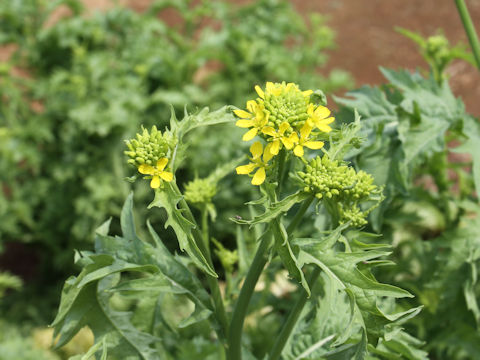 Brassica juncea