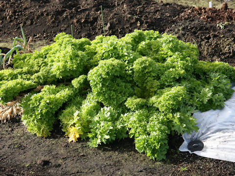 Brassica juncea