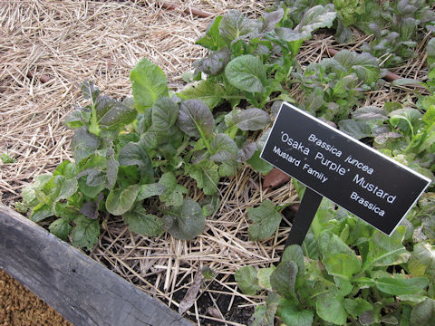 Brassica juncea