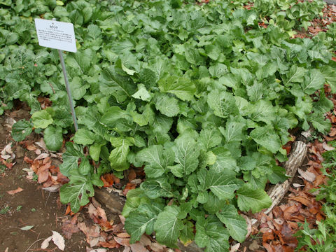 Brassica juncea