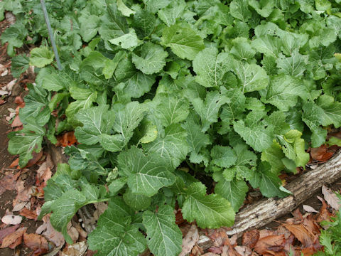 Brassica juncea