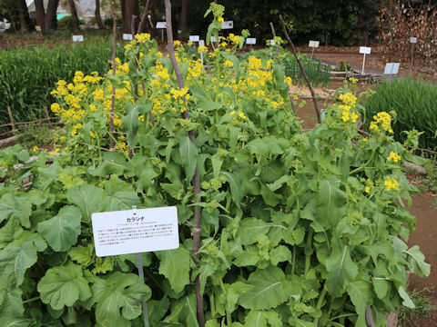 Brassica juncea
