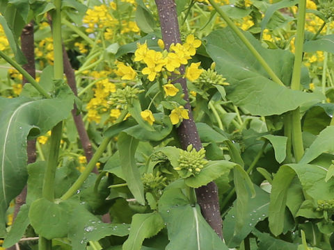Brassica juncea