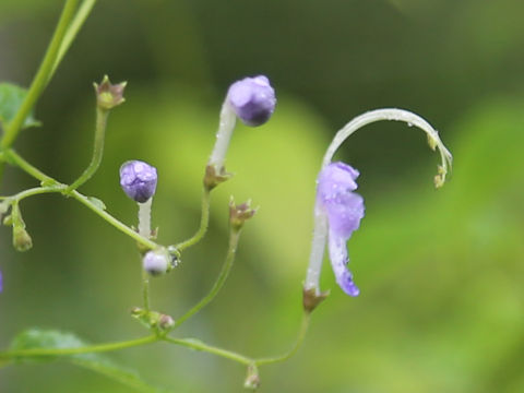 Caryopteris divaricata