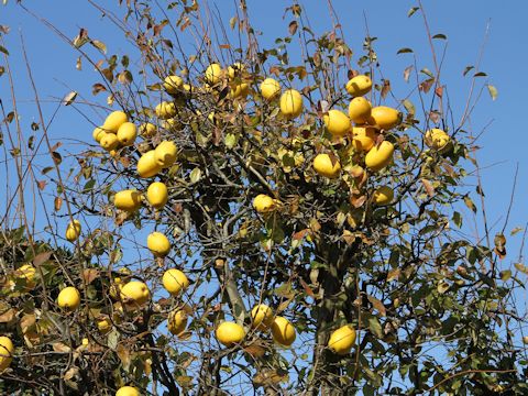 Chaenomeles sinensis