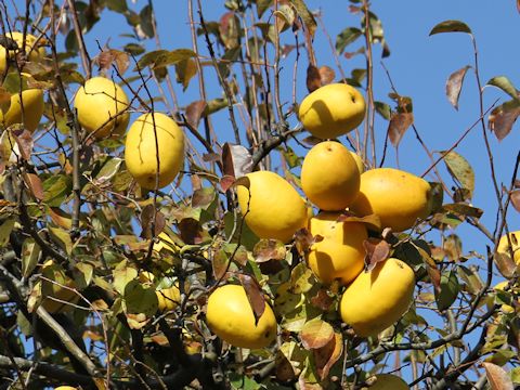 Chaenomeles sinensis