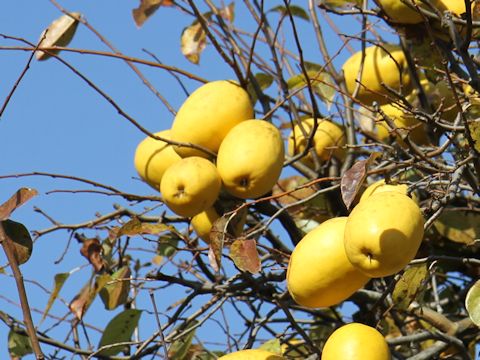 Chaenomeles sinensis
