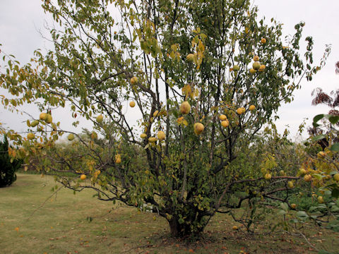 Chaenomeles sinensis