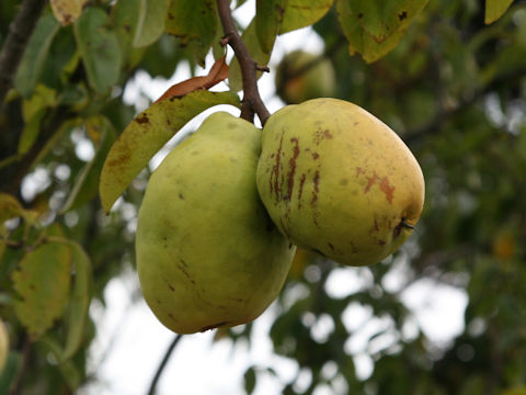 Chaenomeles sinensis