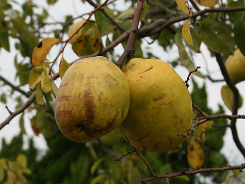 Chaenomeles sinensis