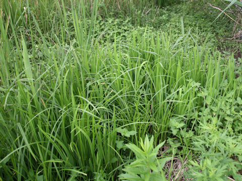 Carex dispalata