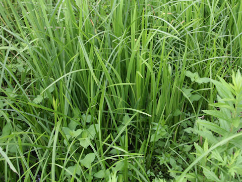 Carex dispalata