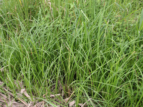 Carex dispalata