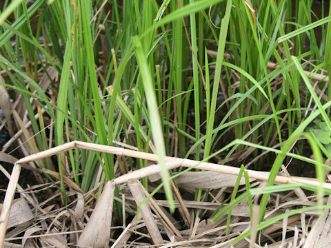 Carex dispalata