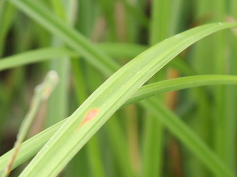 Carex dispalata