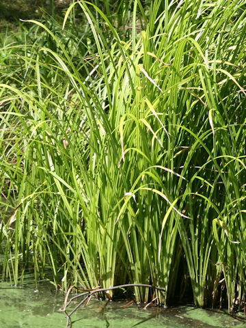 Carex dispalata