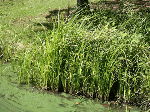 Carex dispalata