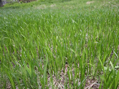 Carex dispalata