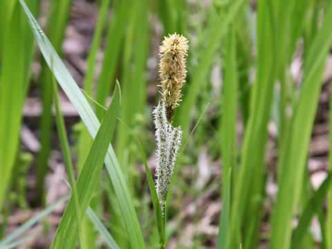 Carex dispalata