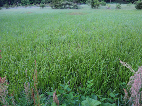 Carex dispalata