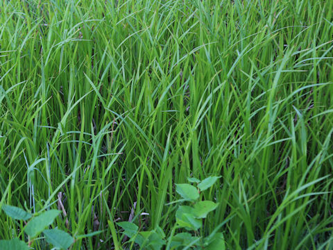 Carex dispalata