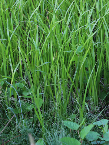 Carex dispalata