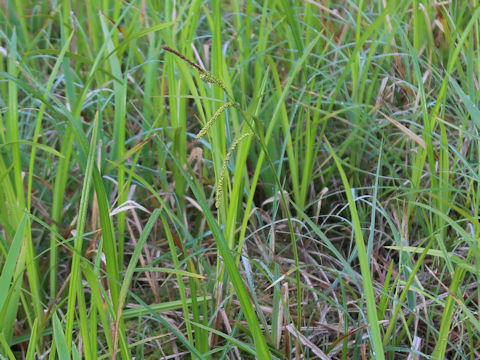 Carex dispalata