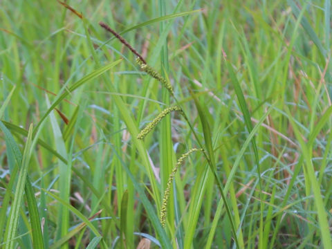 Carex dispalata