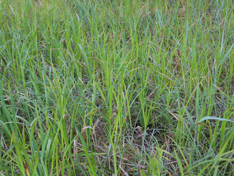 Carex dispalata