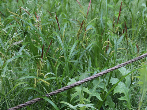 Carex dispalata