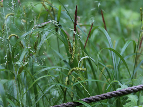 Carex dispalata
