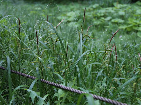Carex dispalata