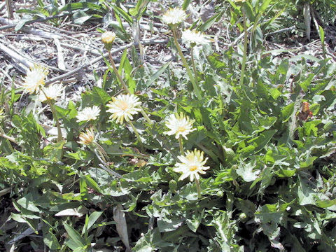 Taraxacum japonicum