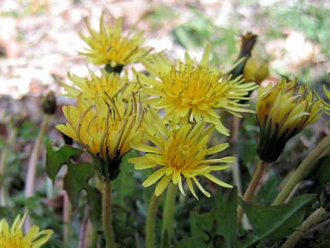 Taraxacum japonicum