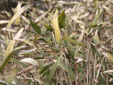 Sasa shimidzuana ssp. kashidensis