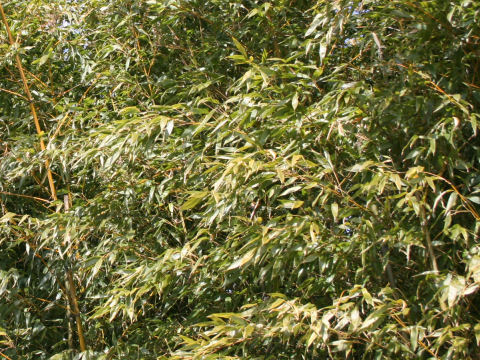 Phyllostachys bambusoides cv. Kashirodake
